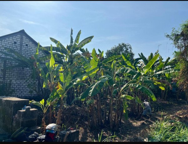 dijual-lahan-kosong-8x24-m-lokasi-strategis-di-bojonegoro-big-1