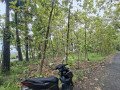 dijual-tanah-milik-pribadi-sambongrejo-semanding-tuban-small-1