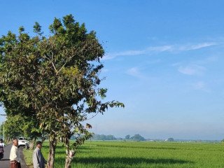 DIJUAL TANAH SHM 3.740 m² Plumpang, Tuban