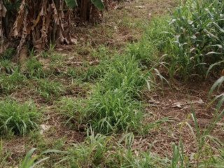 Dijual Sawah Dekat Kota Tuban