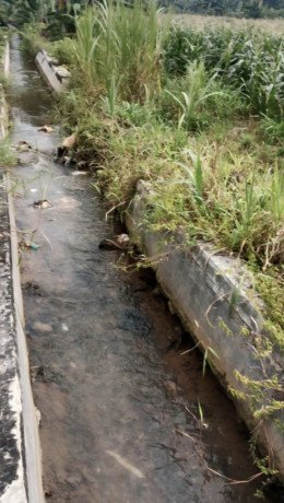 dijual-sawah-dekat-kota-tuban-big-1