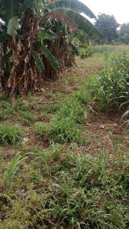 dijual-sawah-dekat-kota-tuban-big-0