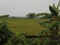 dijual-tanah-sawah-compreng-widang-tuban-small-0