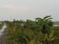 dijual-tanah-sawah-compreng-widang-tuban-small-2