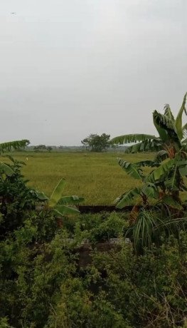 dijual-tanah-sawah-compreng-widang-tuban-big-0