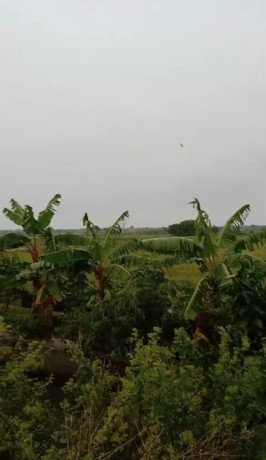 dijual-tanah-sawah-compreng-widang-tuban-big-1