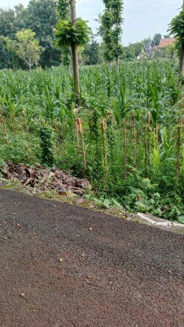 dijual-tanah-strategis-tuban-jawa-timur-big-2