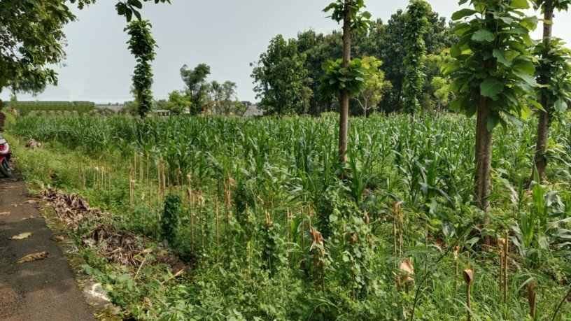 dijual-tanah-strategis-tuban-jawa-timur-big-1