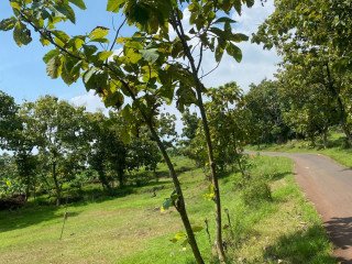 DIJUAL TANAH PEKARANGAN SHM PRUNGGAHAN, TUBAN