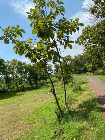 dijual-tanah-pekarangan-shm-prunggahan-tuban-big-0