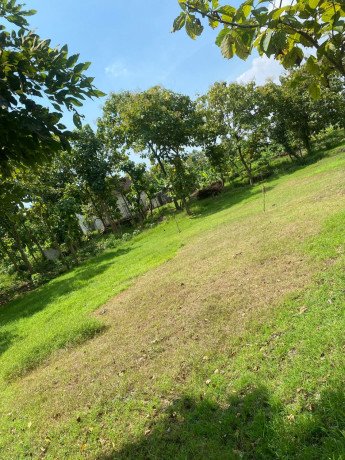 dijual-tanah-pekarangan-shm-prunggahan-tuban-big-1