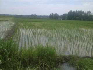 Dijual Tanah lokasi Antara Pohwates Kedungadem, Bojonegoro