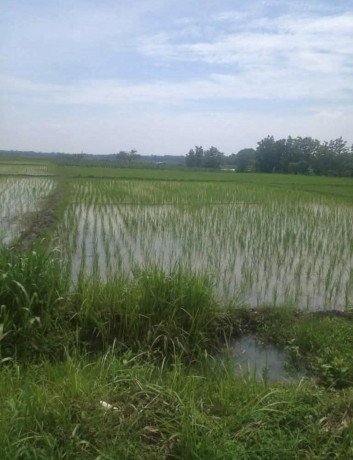 dijual-tanah-lokasi-antara-pohwates-kedungadem-bojonegoro-big-0