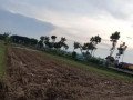 jual-sawah-strategis-2980-m2-di-tuban-small-0