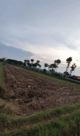 jual-sawah-strategis-2980-m2-di-tuban-big-0