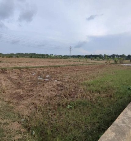 jual-sawah-strategis-2980-m2-di-tuban-big-1