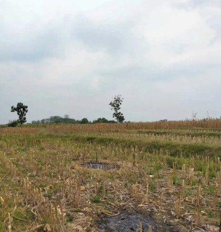 dijual-murah-sawah-tadah-hujan-parengan-tuban-big-1