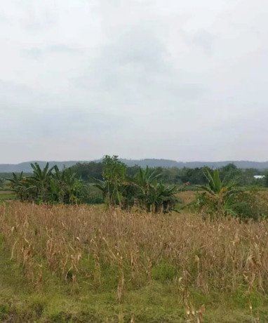 dijual-murah-sawah-tadah-hujan-parengan-tuban-big-0