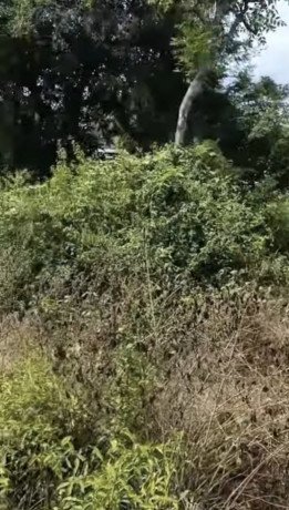 dijual-tanah-strategis-di-semanding-tuban-big-2