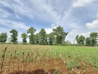 DIJUAL TANAH/TEGAL MERAKURAK, TUBAN