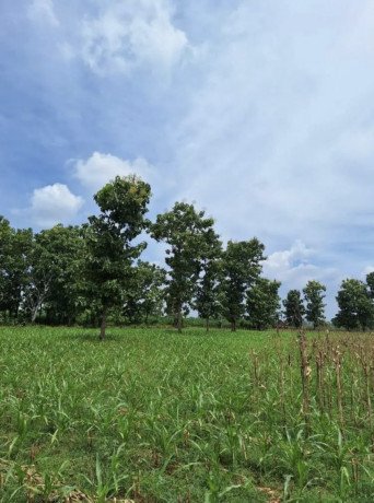 dijual-tanahtegal-merakurak-tuban-big-1