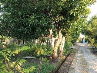 Dijual Tanah SHM Siap Bangun Banjarejo, Sumberrejo, Bojonegoro