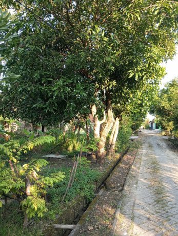 dijual-tanah-shm-siap-bangun-banjarejo-sumberrejo-bojonegoro-big-0