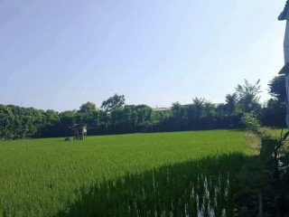 Dijual TANAH/SAWAH Lokasi Strategis di Perbon, Tuban Kota