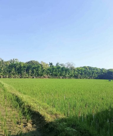 dijual-tanahsawah-lokasi-strategis-di-perbon-tuban-kota-big-1