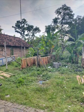 dijual-cepat-tanah-pekarangan-siap-bangun-tanjungharjo-kapas-bojonegoro-big-0