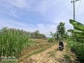 dijual-sawah-murah-plumpang-tuban-small-0