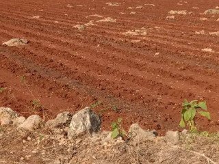 Dijual Tanah Strategis di Lamongan Pantura Bebas Banjir!