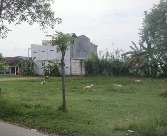 tanah-dijual-sangat-strategis-jl-delima-perbon-tuban-big-0