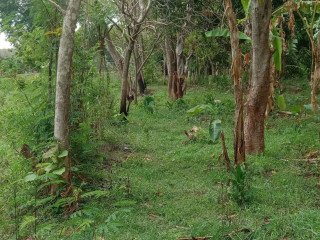 Dijual Tanpa Perantara Tanah Kebonan SHM Sumuragung Tuban