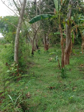 dijual-tanpa-perantara-tanah-kebonan-shm-sumuragung-tuban-big-0