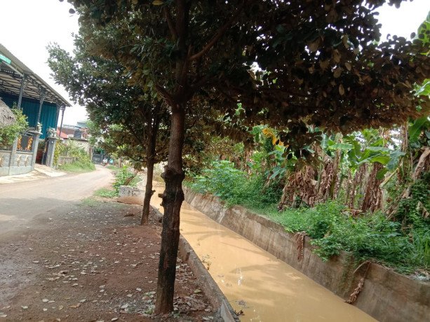 dijual-tanpa-perantara-tanah-kebonan-shm-sumuragung-tuban-big-1