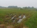 dijual-sawah-shm-jati-blimbing-dander-bojonegoro-small-1