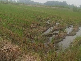 Dijual Sawah SHM Jati, Blimbing, Dander, Bojonegoro