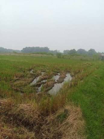 dijual-sawah-shm-jati-blimbing-dander-bojonegoro-big-1