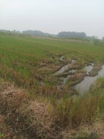 dijual-sawah-shm-jati-blimbing-dander-bojonegoro-big-0