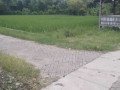 dijual-tanah-pertanian-strategis-desa-tanjungharjo-bojonegoro-small-0