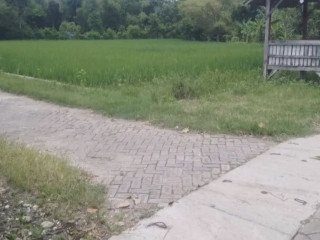 Dijual Tanah Pertanian Strategis Desa Tanjungharjo, Bojonegoro