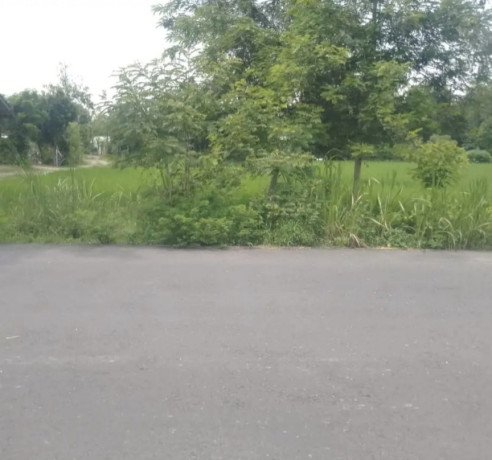 dijual-tanah-pertanian-strategis-desa-tanjungharjo-bojonegoro-big-2