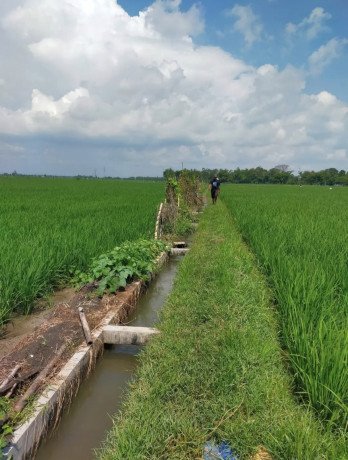 dijual-tanah-pertanian-strategis-desa-kaliayar-kapas-bojonegoro-big-1