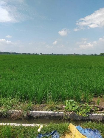 dijual-tanah-pertanian-strategis-desa-kaliayar-kapas-bojonegoro-big-0