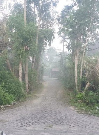 dijual-kebun-salak-wedi-kapas-bojonegoro-big-1