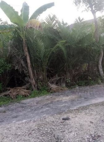 dijual-kebun-salak-wedi-kapas-bojonegoro-big-0