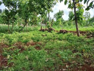 Dijual Tanah Murah Widengan Semanding Tuban