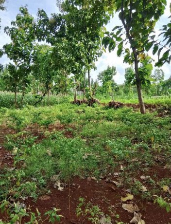 dijual-tanah-murah-widengan-semanding-tuban-big-0