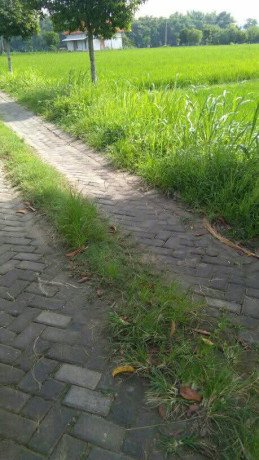 dijual-tanah-murah-lahan-sawah-karangrejo-penambangan-semanding-big-1